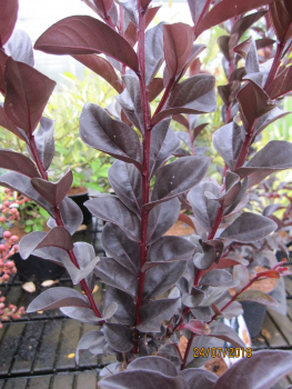 Lagerstroemia Indica Blush